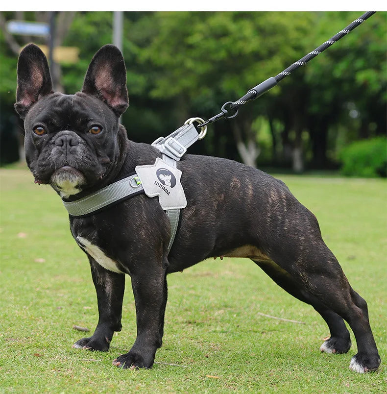 Dog Y Harness