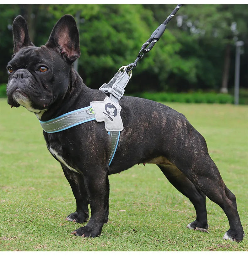 Dog Y Harness