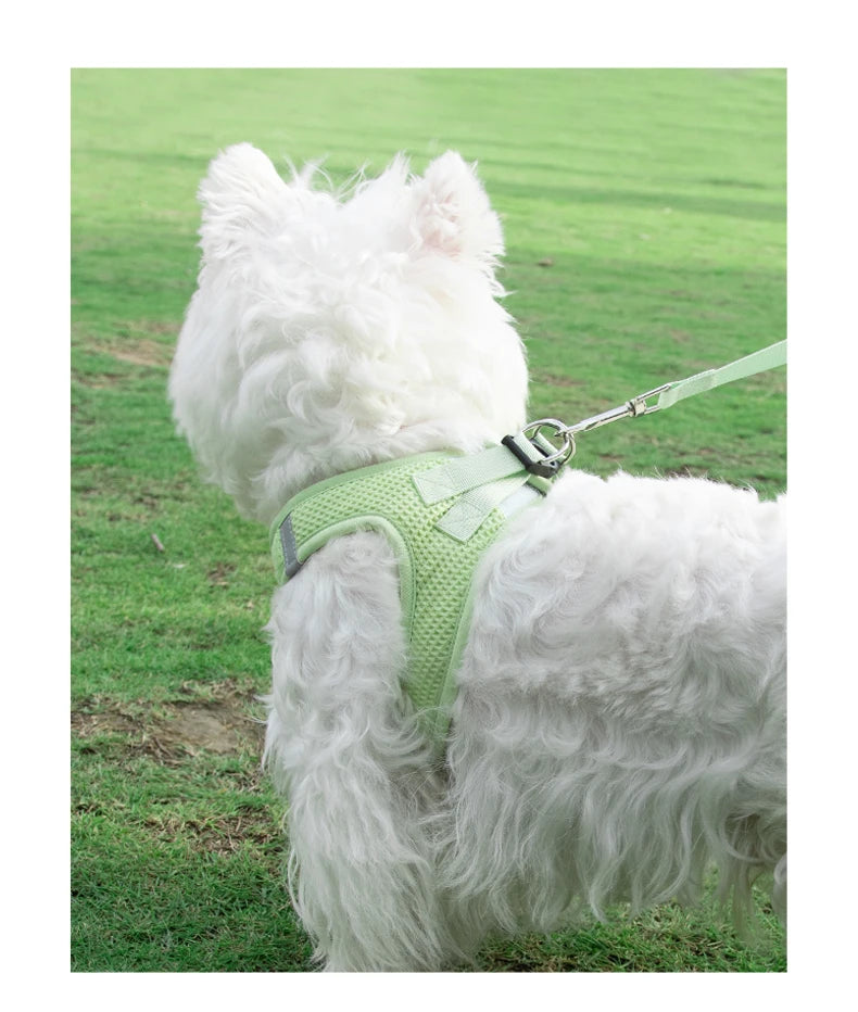 Harness with Leash