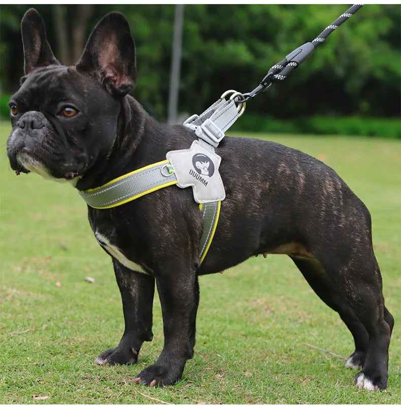 Dog Y Harness